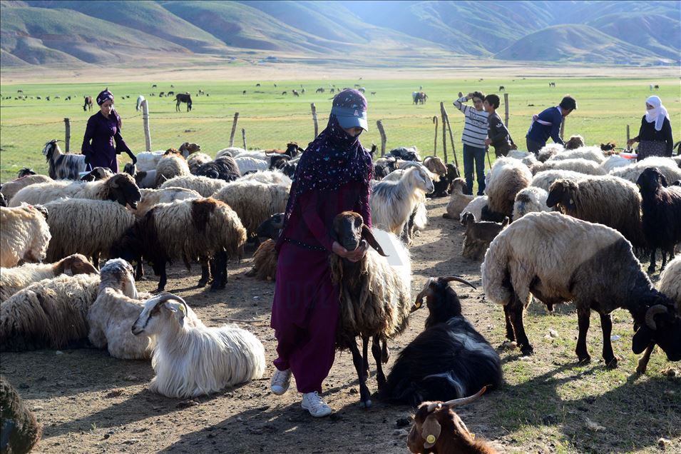 Bitlis'te "berivanlar" süt sağmak için her gün kilometrelerce yürüyor