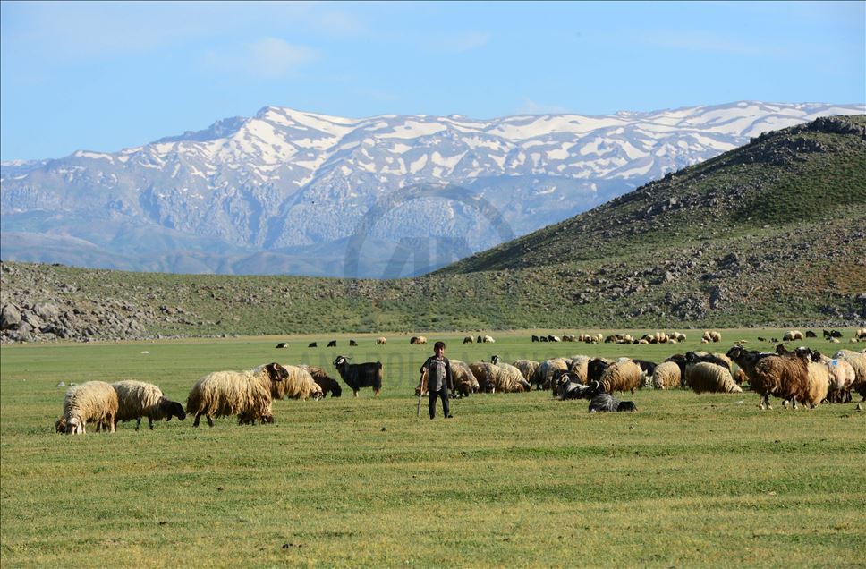 ژنه ئاژهڵدۆشهكانی بهدلیس رۆژانه دهیان كیلۆمهتر دهبڕن بۆ دۆشینی مهڕ و ماڵاتهكانیان