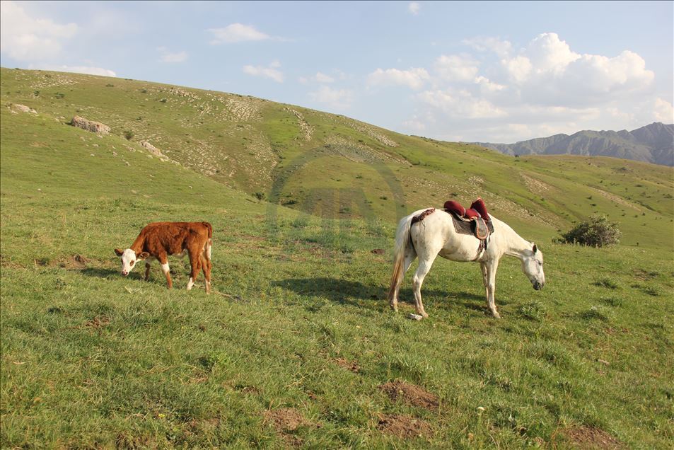 Kurdun yediği ineğin danasına at sahip çıktı