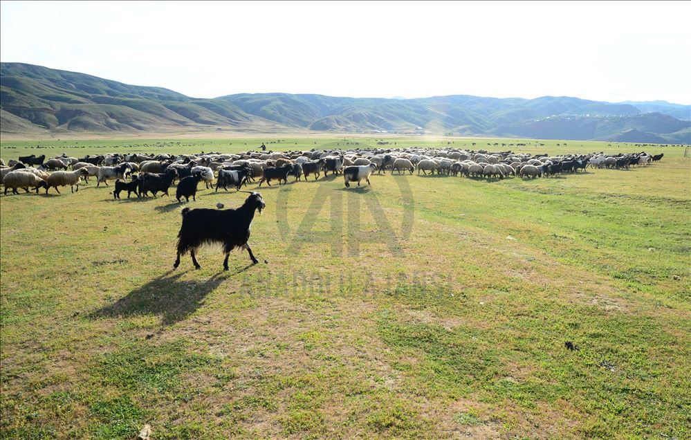 ژنه ئاژهڵدۆشهكانی بهدلیس رۆژانه دهیان كیلۆمهتر دهبڕن بۆ دۆشینی مهڕ و ماڵاتهكانیان