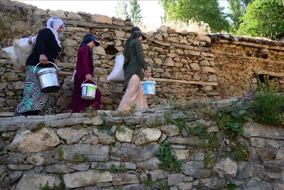 ژنه ئاژهڵدۆشهكانی بهدلیس رۆژانه دهیان كیلۆمهتر دهبڕن بۆ دۆشینی مهڕ و ماڵاتهكانیان