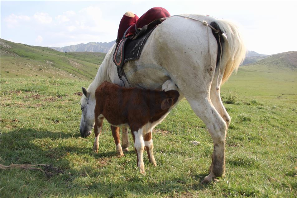 Kurdun yediği ineğin danasına at sahip çıktı