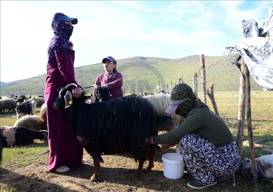Bitlis'te "berivanlar" süt sağmak için her gün kilometrelerce yürüyor