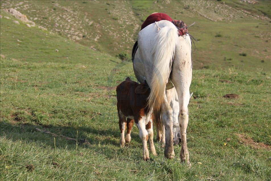 Kurdun yediği ineğin danasına at sahip çıktı