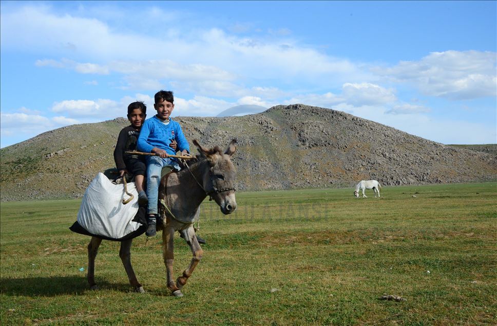Bitlis'te "berivanlar" süt sağmak için her gün kilometrelerce yürüyor