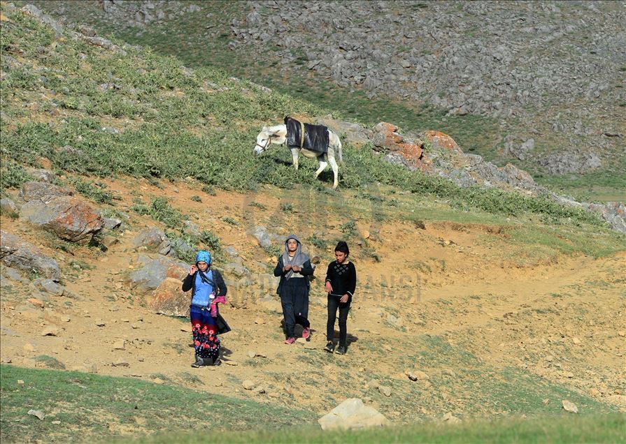ژنه ئاژهڵدۆشهكانی بهدلیس رۆژانه دهیان كیلۆمهتر دهبڕن بۆ دۆشینی مهڕ و ماڵاتهكانیان