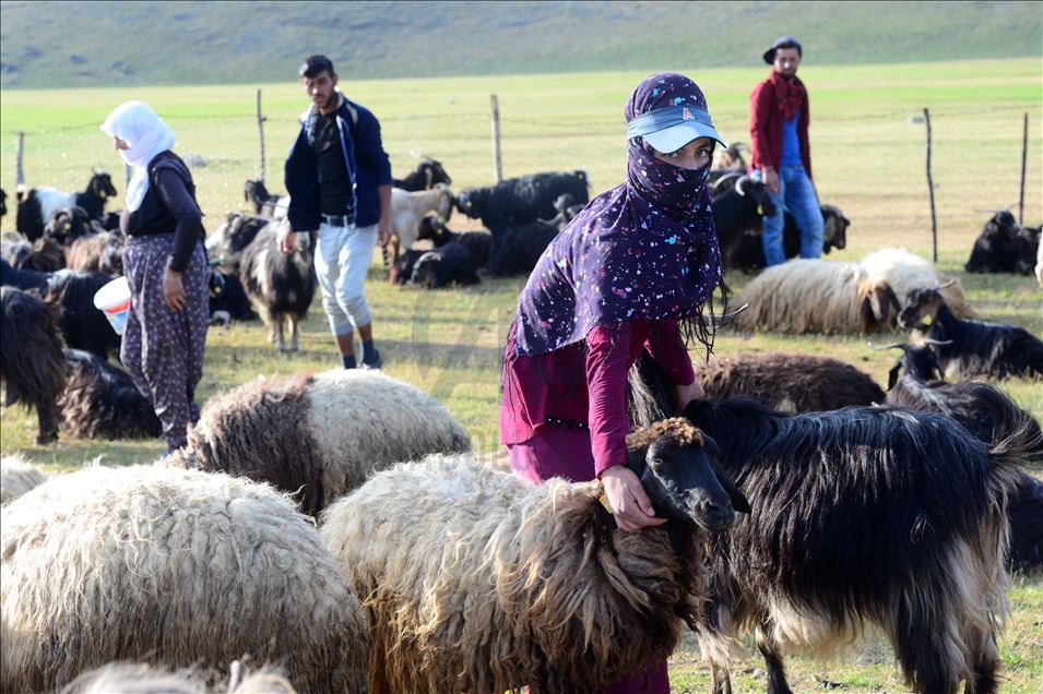 ژنه ئاژهڵدۆشهكانی بهدلیس رۆژانه دهیان كیلۆمهتر دهبڕن بۆ دۆشینی مهڕ و ماڵاتهكانیان