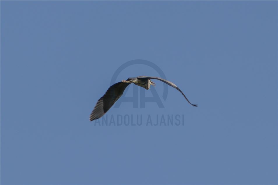 Parka Neteweyî ya Çiyayê Agiriyê bi dewlemendiya jiyana kovî balê dikşîne