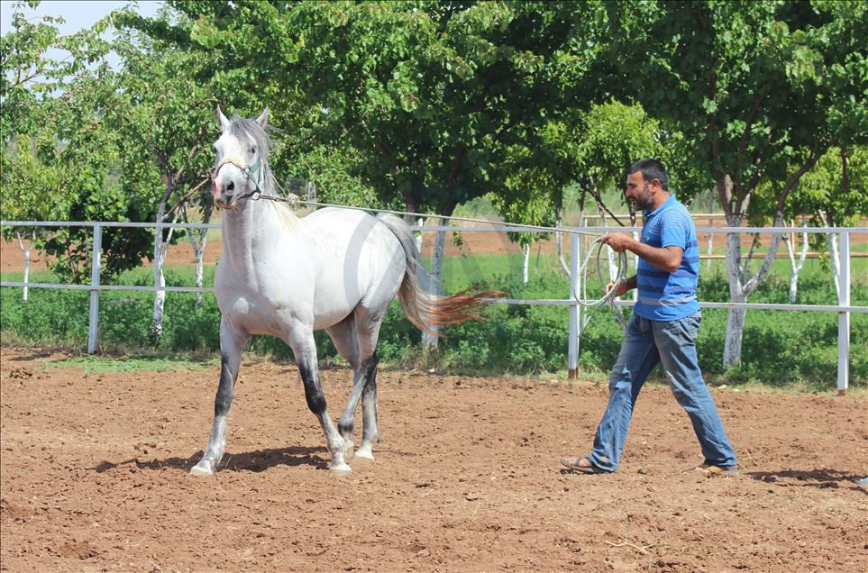 Suruç'un yarış atları bölge ekonomisine katkı sağlıyor