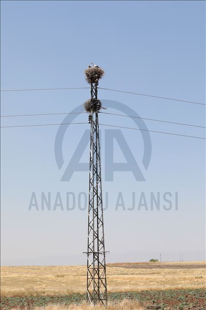 لەقلەقە دڵناسکەکانی بەردەڕەش سەرنجی گەشتیاران رادەکێشن