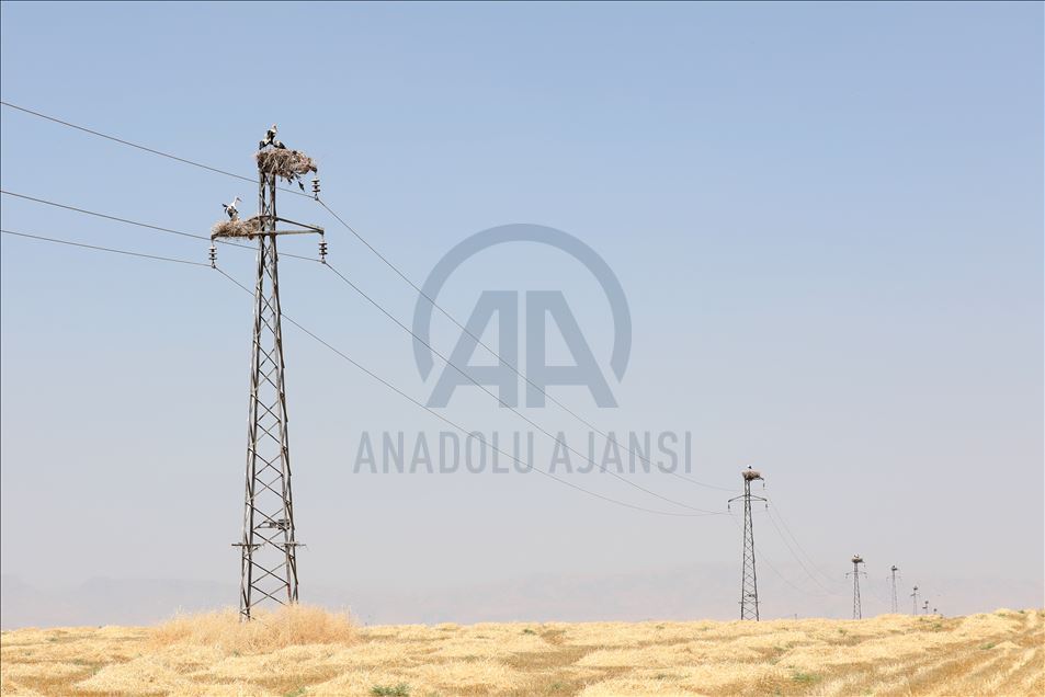 لەقلەقە دڵناسکەکانی بەردەڕەش سەرنجی گەشتیاران رادەکێشن