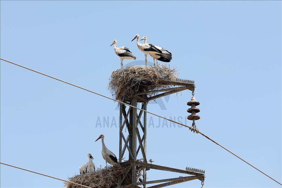 لەقلەقە دڵناسکەکانی بەردەڕەش سەرنجی گەشتیاران رادەکێشن