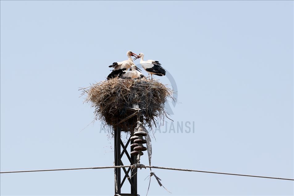 لەقلەقە دڵناسکەکانی بەردەڕەش سەرنجی گەشتیاران رادەکێشن