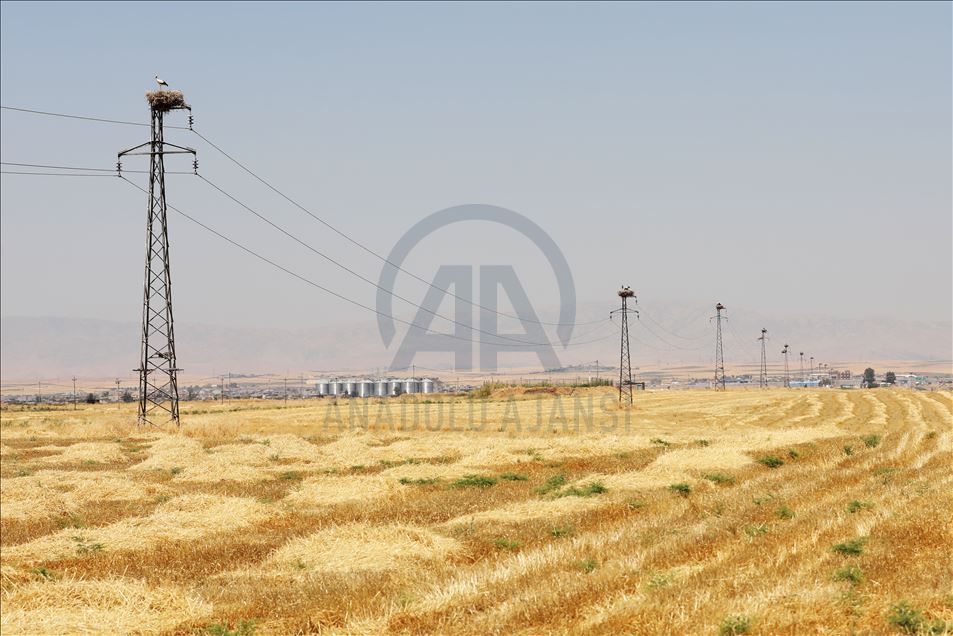 لەقلەقە دڵناسکەکانی بەردەڕەش سەرنجی گەشتیاران رادەکێشن