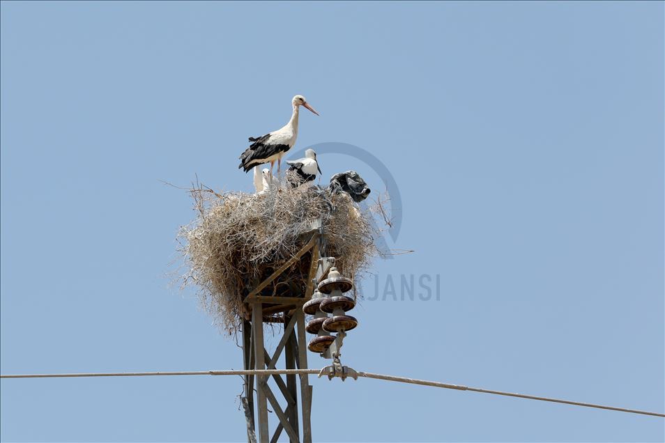 لەقلەقە دڵناسکەکانی بەردەڕەش سەرنجی گەشتیاران رادەکێشن