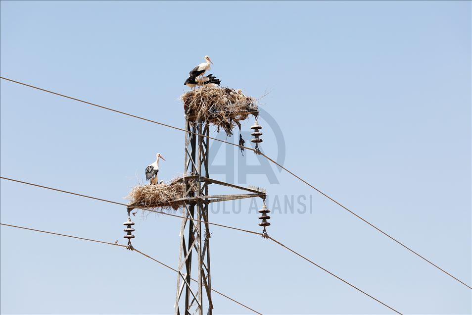 لەقلەقە دڵناسکەکانی بەردەڕەش سەرنجی گەشتیاران رادەکێشن