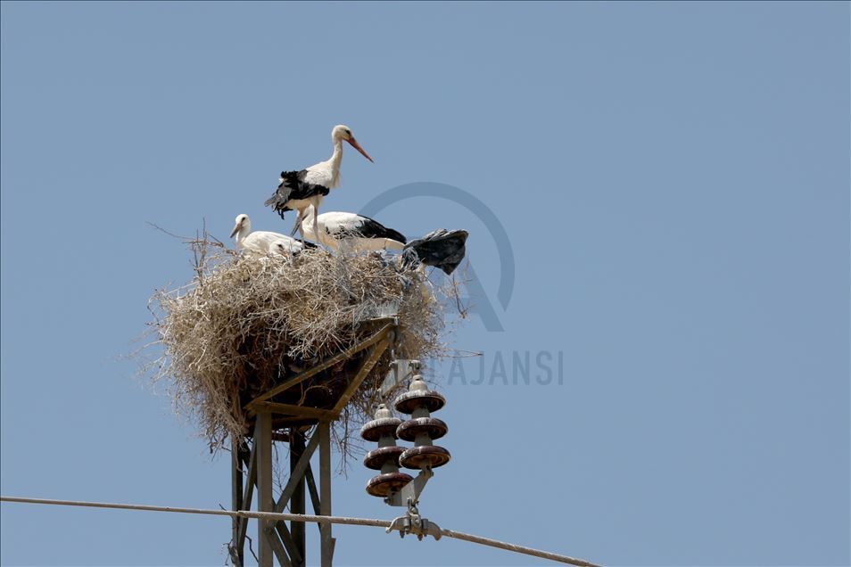 لەقلەقە دڵناسکەکانی بەردەڕەش سەرنجی گەشتیاران رادەکێشن