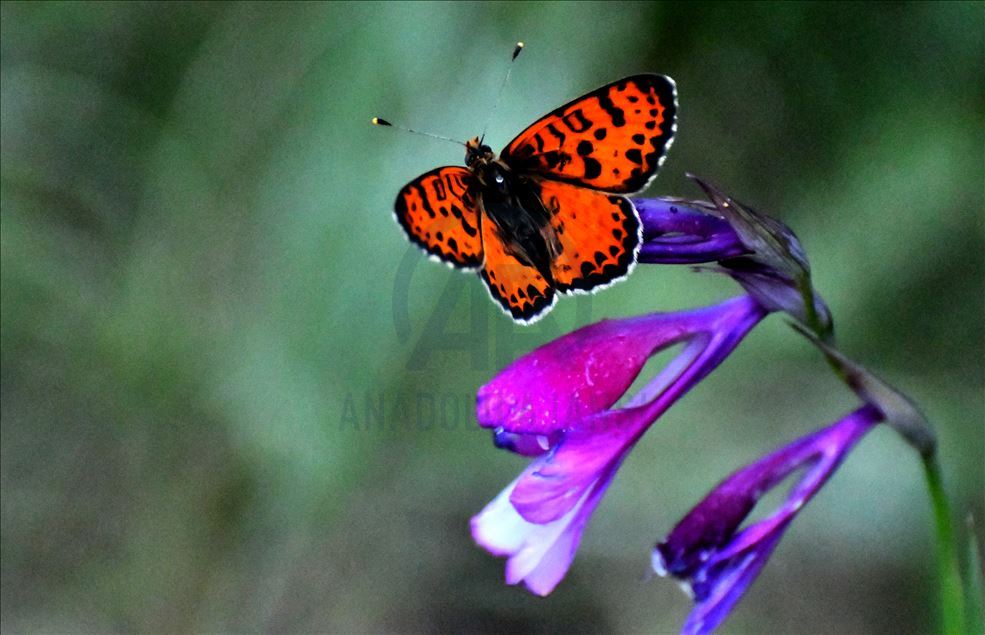 Kırmızı ve mavi kelebekler "şehitler diyarı"na ayrı güzellik katıyor