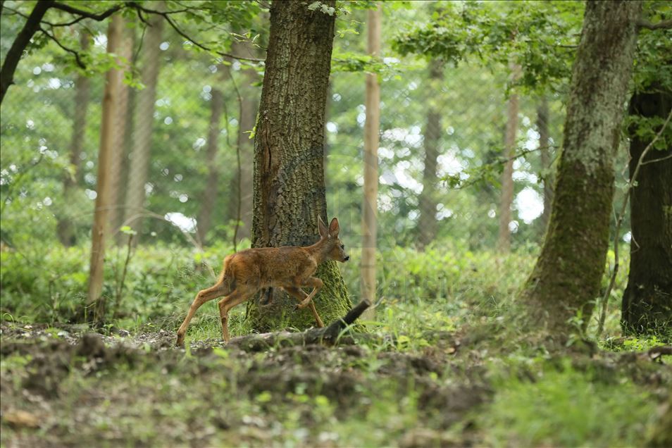 Animals return to nature after getting treatment in Turkey's Kocaeli