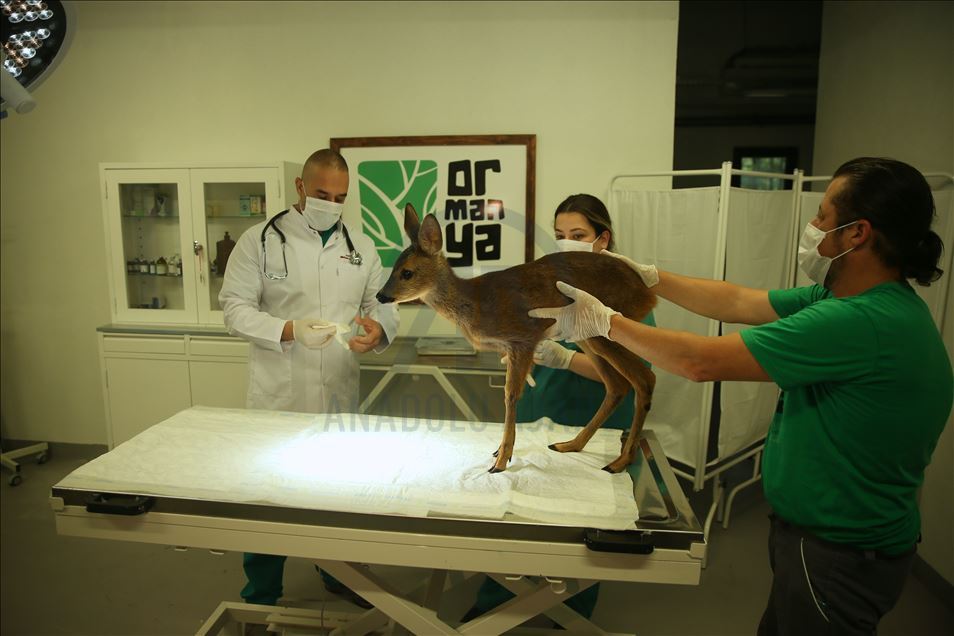 Animals return to nature after getting treatment in Turkey's Kocaeli