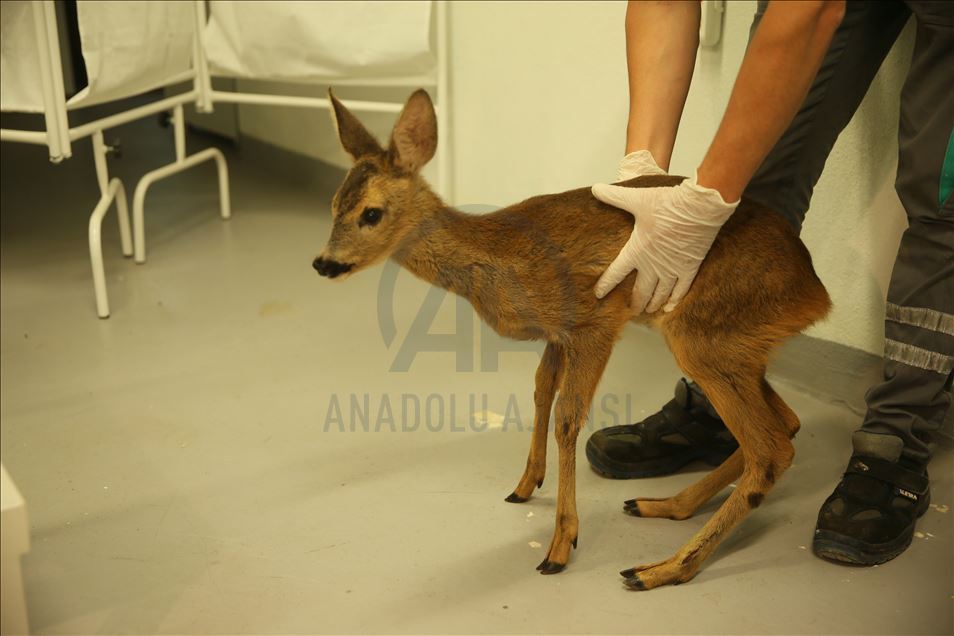 Yaralı yaban hayvanları Ormanya'da hem şifa hem yaşam alanı buluyor