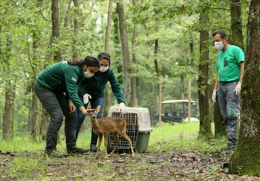 Animals return to nature after getting treatment in Turkey's Kocaeli