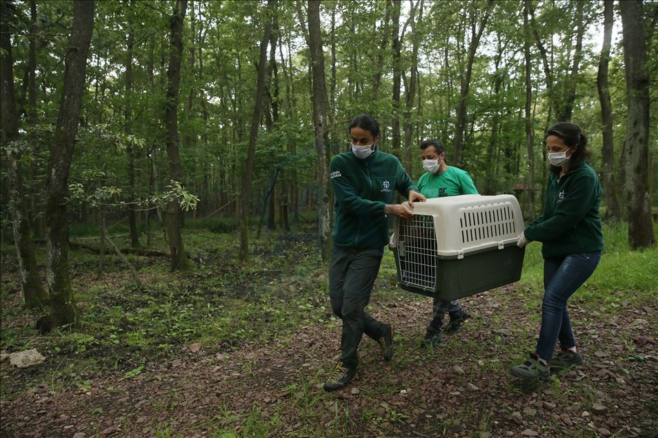 Animals return to nature after getting treatment in Turkey's Kocaeli
