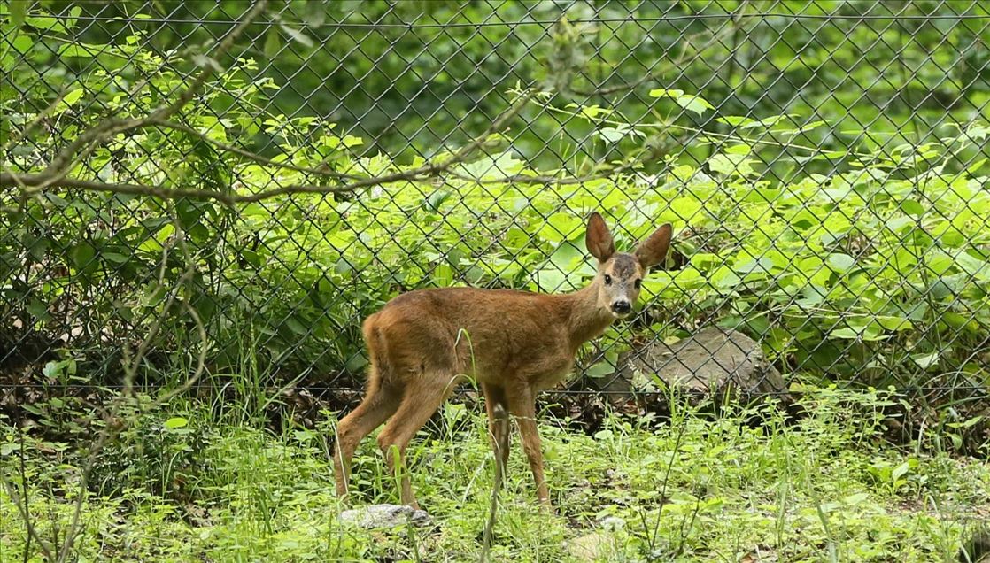 Animals return to nature after getting treatment in Turkey's Kocaeli