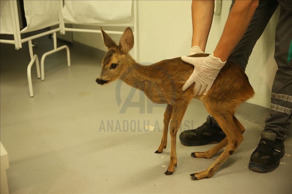 Animals return to nature after getting treatment in Turkey's Kocaeli