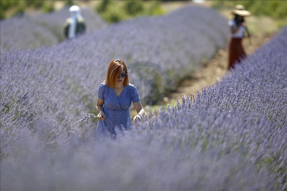 Lavender field in Turkey's Burdur - Anadolu Ajansı