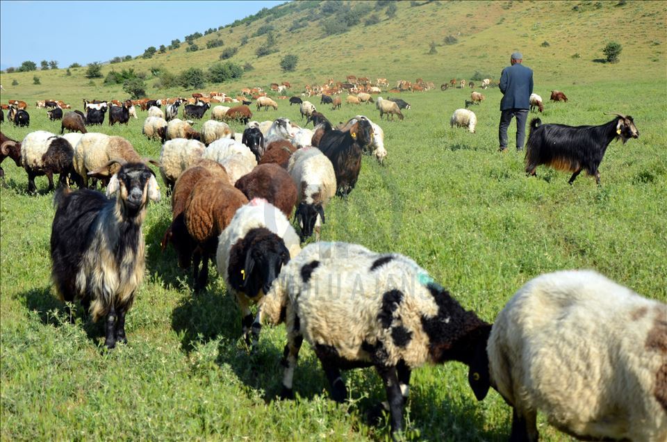 مووش.. ژمارهی ئاژهڵ ملیۆنێك و ٤٠٩ ههزاری تێپهڕاندووه
