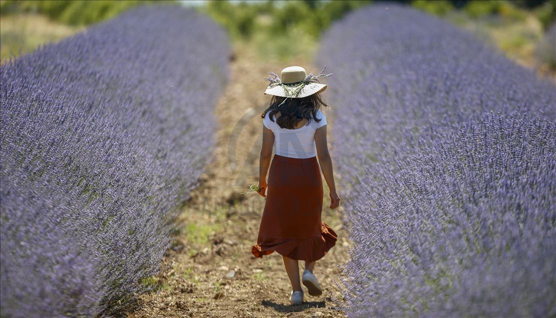 Lavender field in Turkey's Burdur
