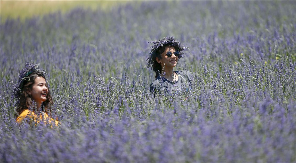 Lavender field in Turkey's Burdur