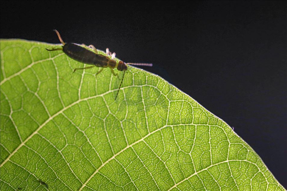 Ceviz ağaçlarını istila eden böcekler meyve gelişimini engelliyor