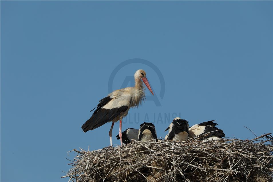 مهاجرت لکلکها از آفریقا به استان بینگول ترکیه