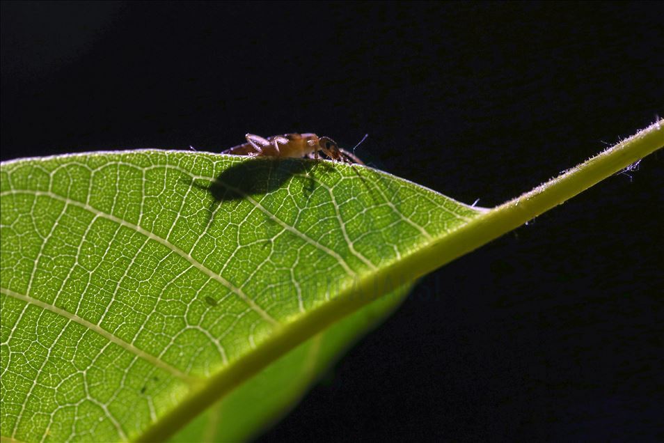 Ceviz ağaçlarını istila eden böcekler meyve gelişimini engelliyor