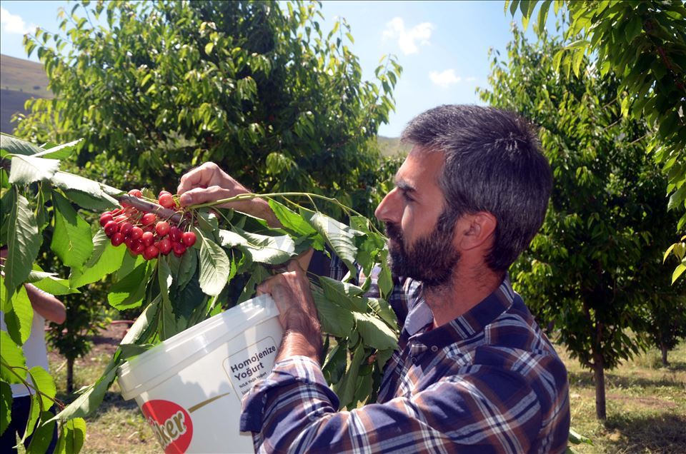 Li Mûşê Salîha Yuvança 72 salî bi piştgiriya dewletê bû hilberînera gêlasan