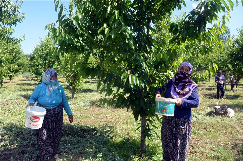 Li Mûşê Salîha Yuvança 72 salî bi piştgiriya dewletê bû hilberînera gêlasan