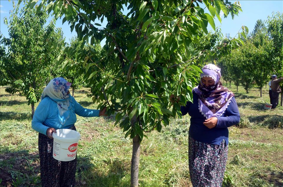 Li Mûşê Salîha Yuvança 72 salî bi piştgiriya dewletê bû hilberînera gêlasan