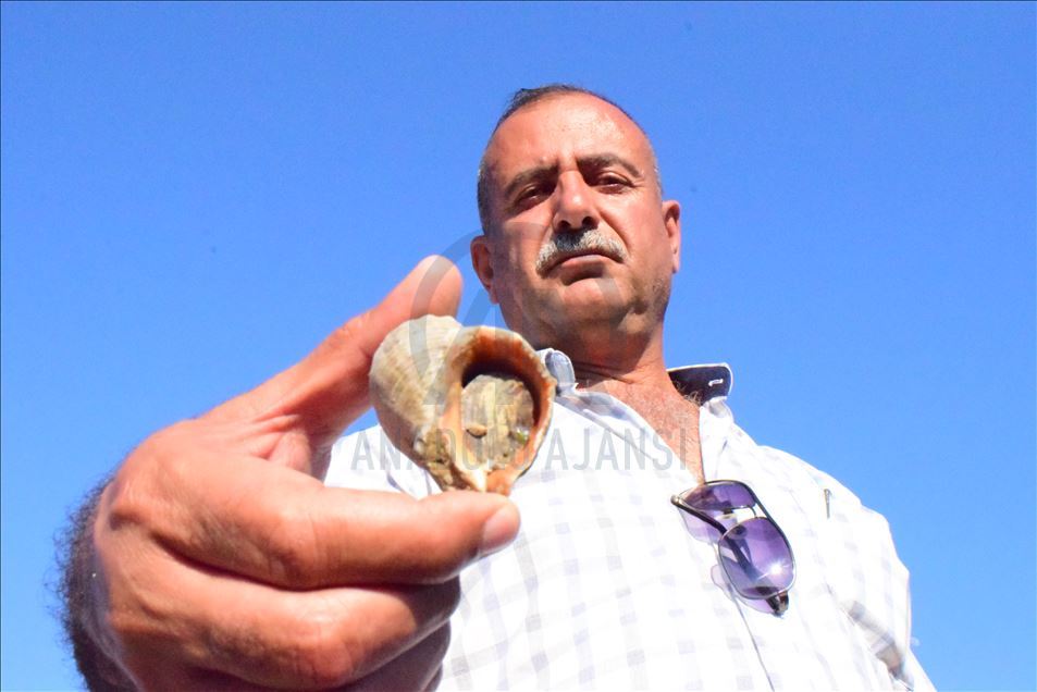 Salyangoz Batı Karadenizli balıkçıların gelir kaynağı oldu
