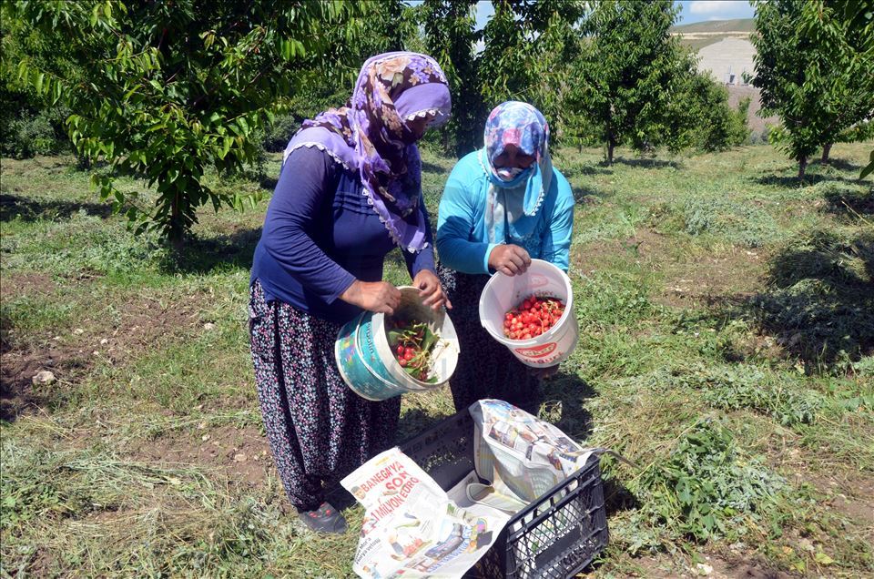Li Mûşê Salîha Yuvança 72 salî bi piştgiriya dewletê bû hilberînera gêlasan
