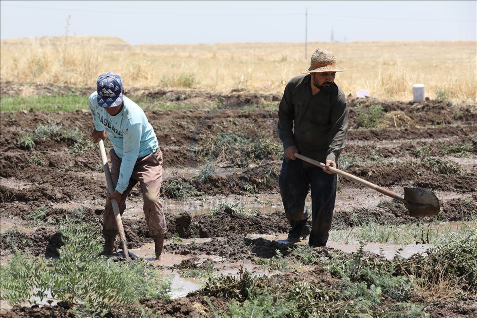چاندنی برنج له پارێزگای دهۆك