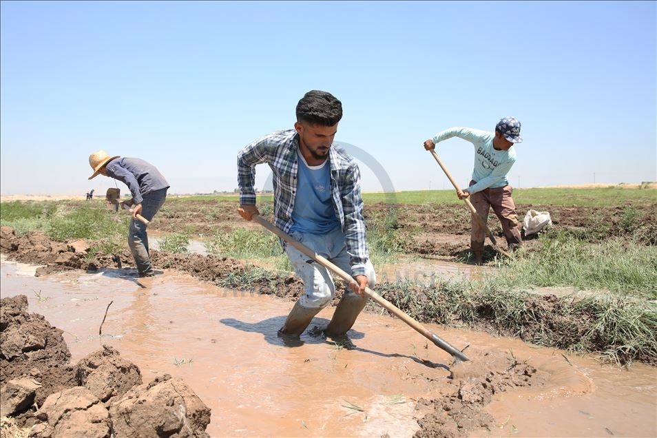 چاندنی برنج له پارێزگای دهۆك