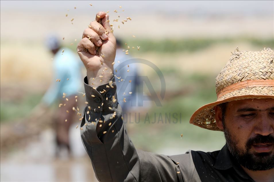 چاندنی برنج له پارێزگای دهۆك