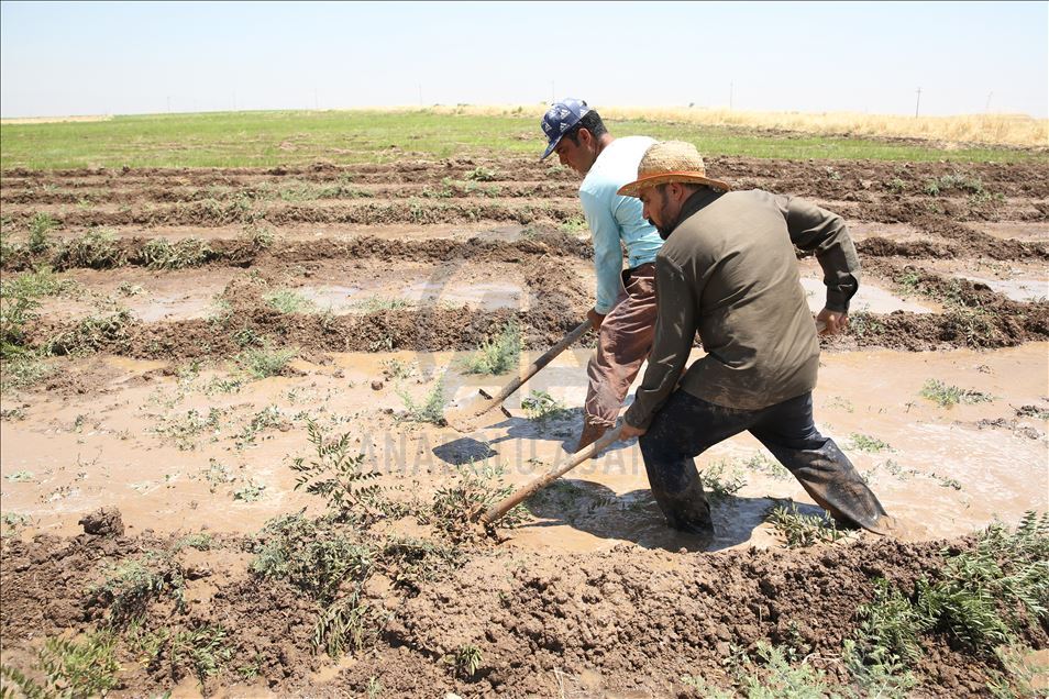 چاندنی برنج له پارێزگای دهۆك