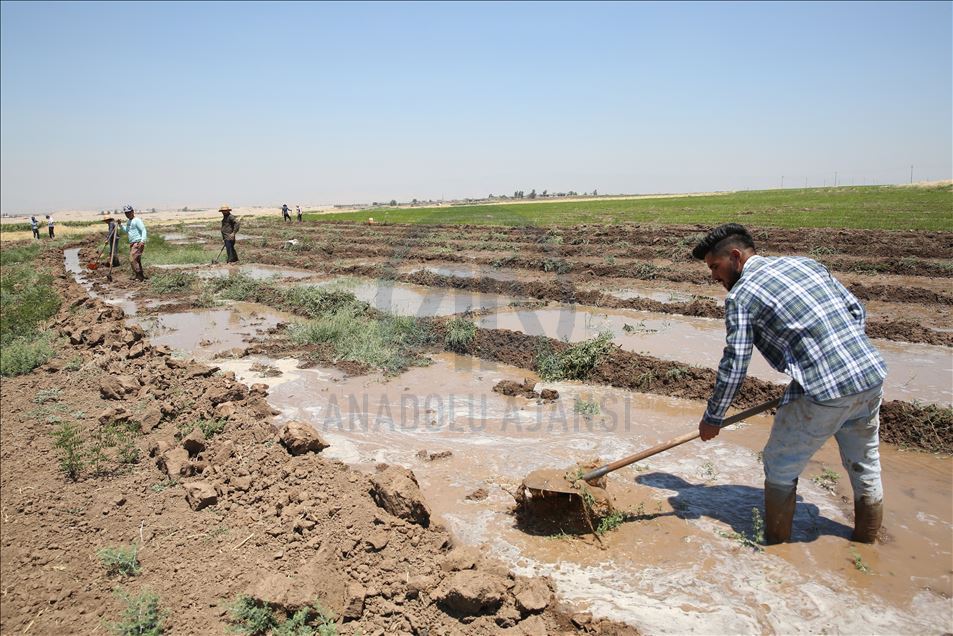 چاندنی برنج له پارێزگای دهۆك
