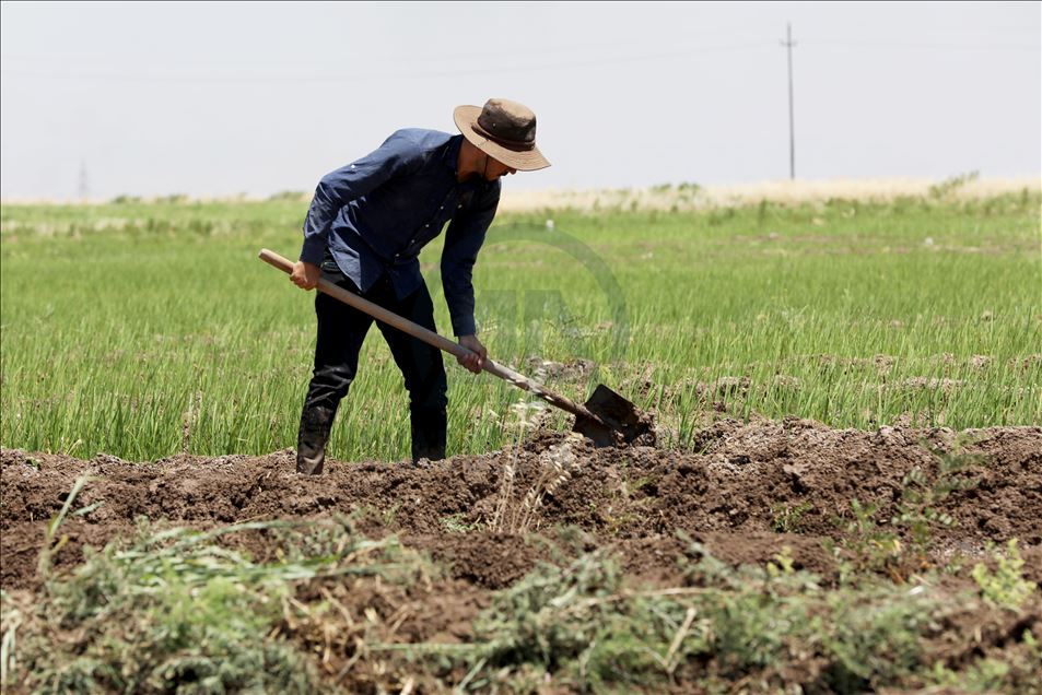 چاندنی برنج له پارێزگای دهۆك