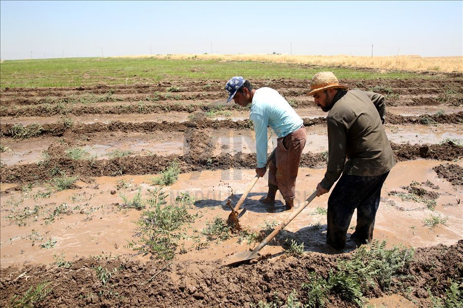 چاندنی برنج له پارێزگای دهۆك