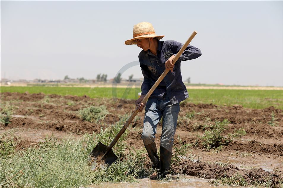 چاندنی برنج له پارێزگای دهۆك