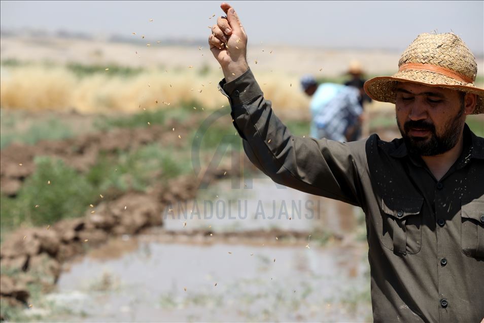 چاندنی برنج له پارێزگای دهۆك